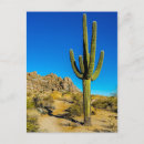Suche nach kaktus postkarten Arizona