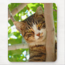 Suche nach klettern mousepads Katze