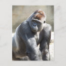 Suche nach silverback gorilla poster Gorillas