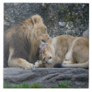 Suche nach löwe fliesen Wild