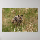 Suche nach füchse poster Tierfotografie