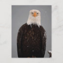Suche nach weißkopfseeadler postkarten Greifvogel