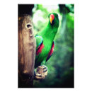 Suche nach bunte federn poster Farbenfroh