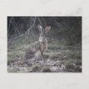 Suche nach jackkaninchen postkarten Ohren