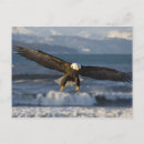 Suche nach weißkopfseeadler postkarten Raubvogel