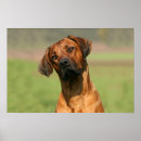 Suche nach ridgeback poster Rhodesian