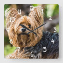 Suche nach yorkshire terrier wanduhren Niedlich