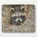 Suche nach baby waschbär mousepads Niedliche tiere
