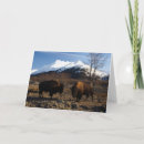 Suche nach bison karten Wild