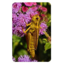 Suche nach grasshopper magnete Heuschrecken