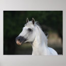 Suche nach andalusische pferde poster Rasse