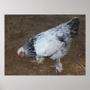 Suche nach chicken poster Hen
