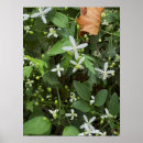 Suche nach weiße wildblumen poster Foto