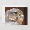 Suche nach merlin karten Raubvogel