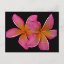Suche nach sonnenbrand postkarten Blume