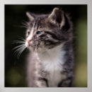 Suche nach kitten poster Ein tier