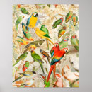 Suche nach macaw poster Cockatoo