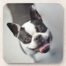 Suche nach lustiges bild alle untersetzer Hunde