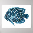 Suche nach coral reef poster Fisch