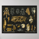 Suche nach insectes poster Bug