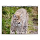 Suche nach wildkatze kalender Wildtiere