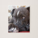 Suche nach pitbull puzzle Hund