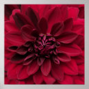 Suche nach dahlie kunst Mit blumen