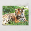 Suche nach bengalischer tiger poster Wilder