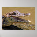 Suche nach krokodile poster Gefährlich