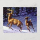 Suche nach whitetail postkarten Weißwild
