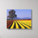 Suche nach jamie kunst Blume