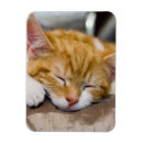 Suche nach kitt magnete Orange