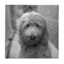 Suche nach welpen fliesen Foto