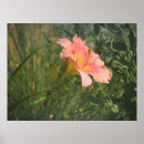 Suche nach sun poster Rosa