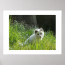 Suche nach arctic fox poster Tiere