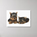 Suche nach yorkshire terrier leinwandbilder In voller länge
