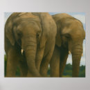 Suche nach savannah poster Wildtier