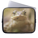 Suche nach frosch hüllen Fluss