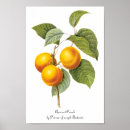 Suche nach aprikosen poster Retro