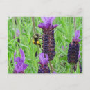 Suche nach hummeln poster Lavendel