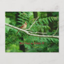 Suche nach freier vogel postkarten Fotografie