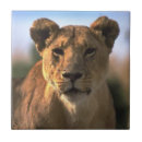 Suche nach löwen fliesen Lügnerin