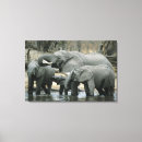 Suche nach loxodonta Baby
