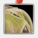 Suche nach schulter ornamente Medizinisch