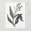 Suche nach altmodische postkarten Pflanze