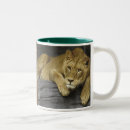 Suche nach lioness tassen Afrika