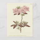 Suche nach rhododendron postkarten Darstellung