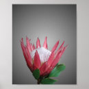 Suche nach protea poster Flora
