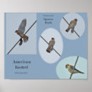 Suche nach falco poster Natur