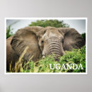 Suche nach uganda poster Safari